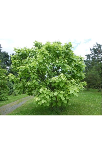 Катальпа ’Пульверулента’ штамбова в саду